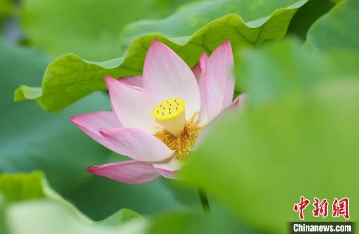 鼎点娱乐注册:小城大业|莲花既美又能致富,这个小城种出数十亿元产业