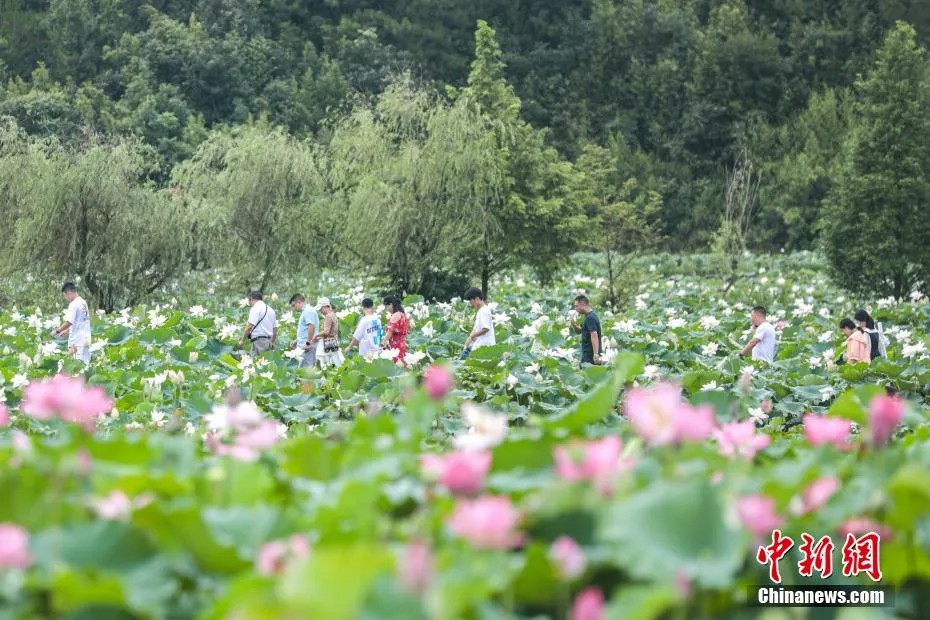 鼎点娱乐注册:小城大业|莲花既美又能致富,这个小城种出数十亿元产业