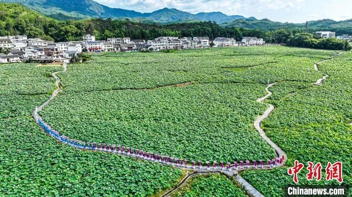 鼎点娱乐注册:小城大业|莲花既美又能致富,这个小城种出数十亿元产业