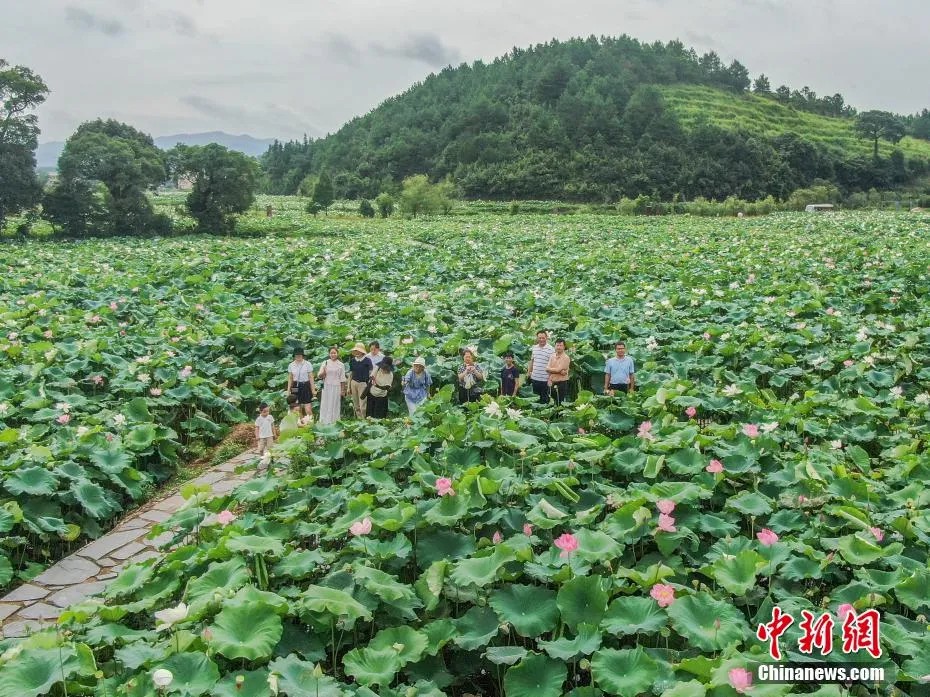 鼎点娱乐注册:小城大业|莲花既美又能致富,这个小城种出数十亿元产业