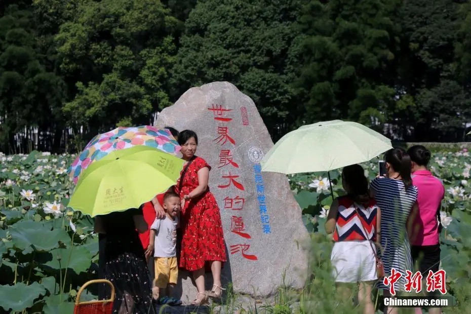 鼎点娱乐注册:小城大业|莲花既美又能致富,这个小城种出数十亿元产业