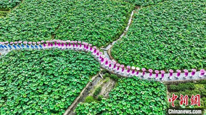 鼎点娱乐注册:小城大业|莲花既美又能致富,这个小城种出数十亿元产业