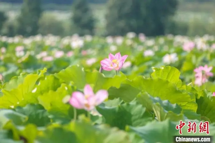 鼎点娱乐注册:小城大业|莲花既美又能致富,这个小城种出数十亿元产业