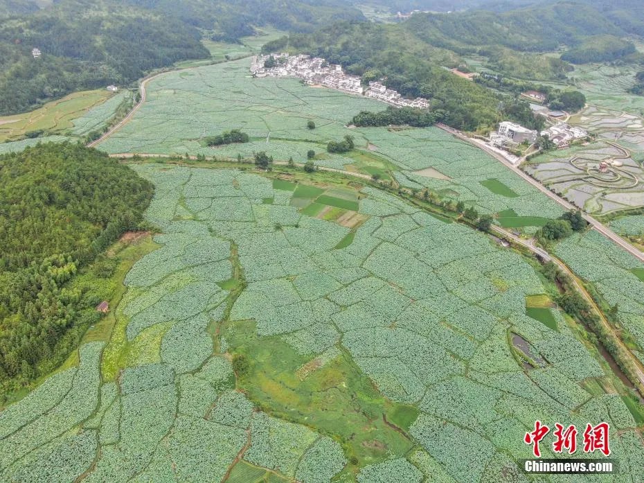 鼎点娱乐注册:小城大业|莲花既美又能致富,这个小城种出数十亿元产业