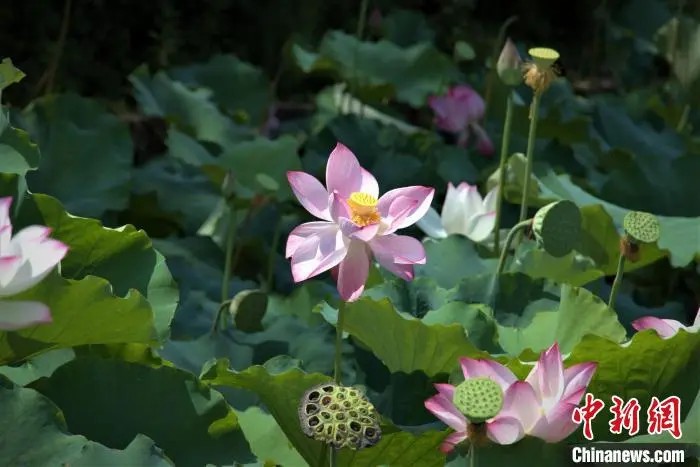 鼎点娱乐注册:小城大业|莲花既美又能致富,这个小城种出数十亿元产业