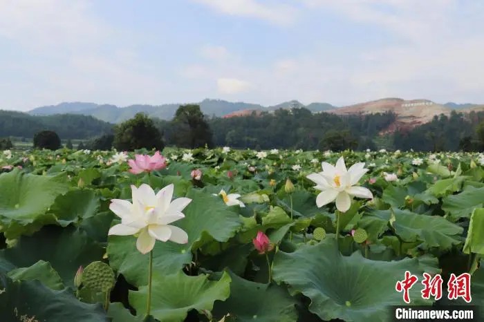 鼎点娱乐注册:小城大业|莲花既美又能致富,这个小城种出数十亿元产业