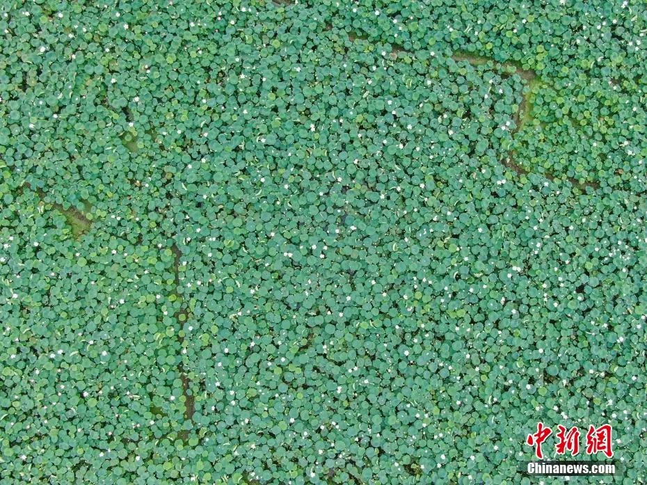 鼎点娱乐注册:小城大业|莲花既美又能致富,这个小城种出数十亿元产业