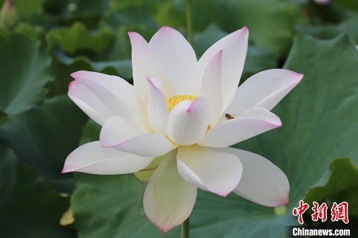 鼎点娱乐注册:小城大业|莲花既美又能致富,这个小城种出数十亿元产业