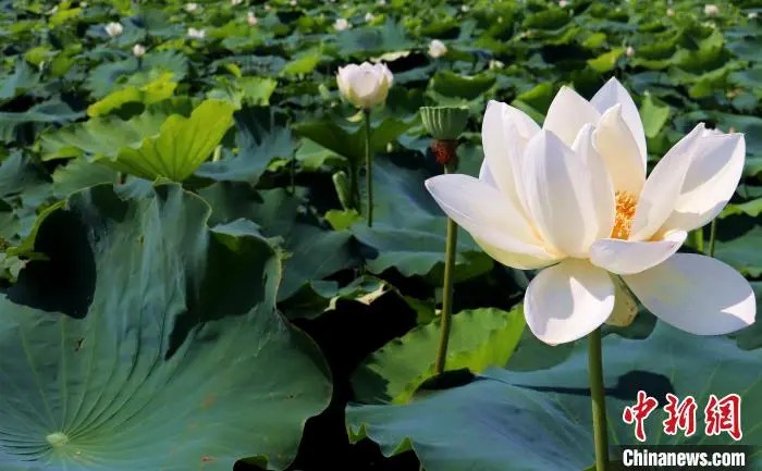 鼎点娱乐注册:小城大业|莲花既美又能致富,这个小城种出数十亿元产业