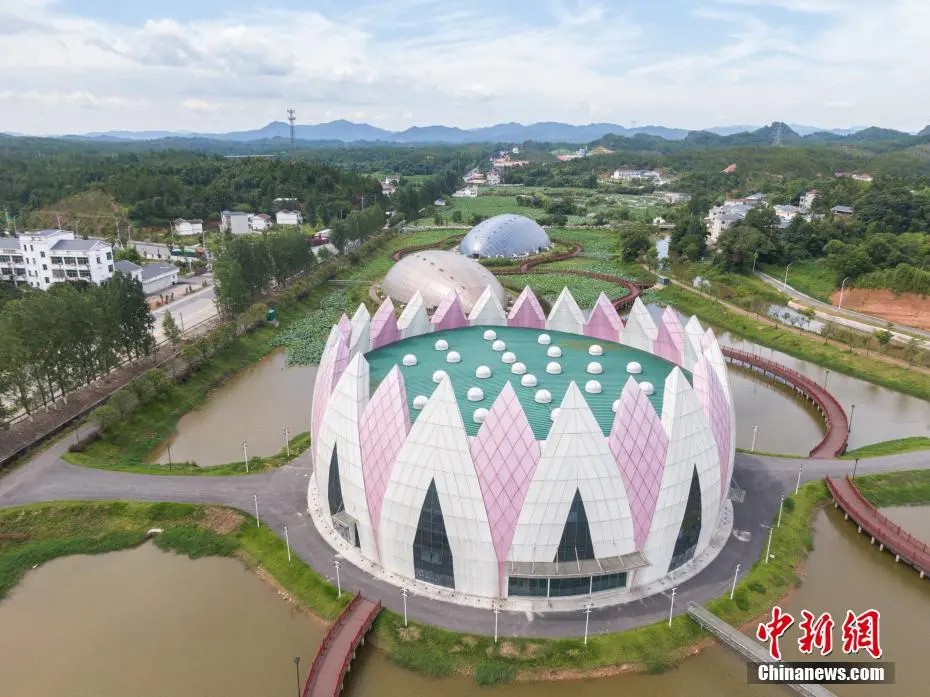 鼎点娱乐注册:小城大业|莲花既美又能致富,这个小城种出数十亿元产业