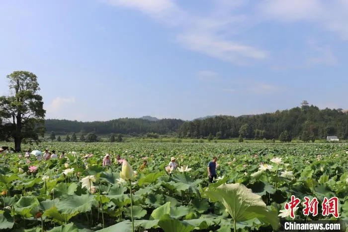 鼎点娱乐注册:小城大业|莲花既美又能致富,这个小城种出数十亿元产业