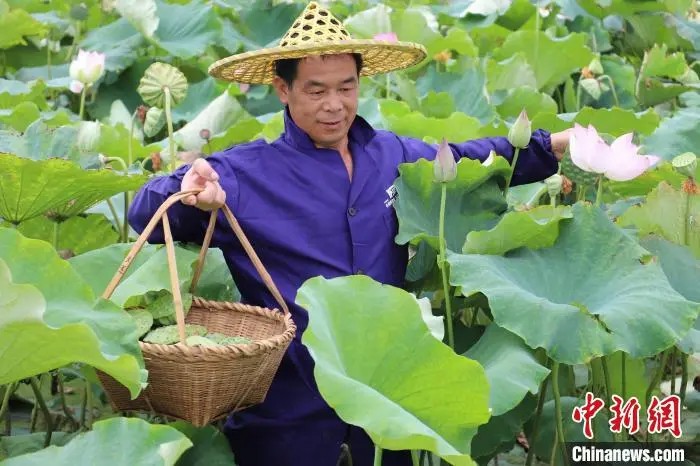 鼎点娱乐注册:小城大业|莲花既美又能致富,这个小城种出数十亿元产业