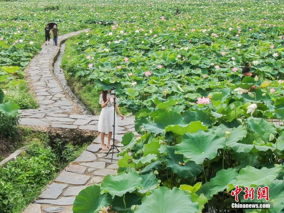 鼎点娱乐注册:小城大业|莲花既美又能致富,这个小城种出数十亿元产业