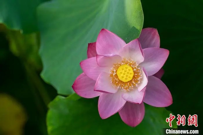 鼎点娱乐注册:小城大业|莲花既美又能致富,这个小城种出数十亿元产业