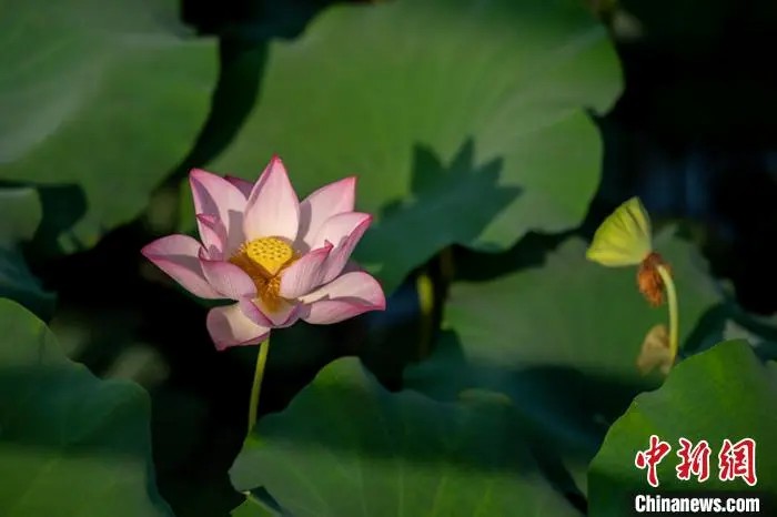 鼎点娱乐注册:小城大业|莲花既美又能致富,这个小城种出数十亿元产业